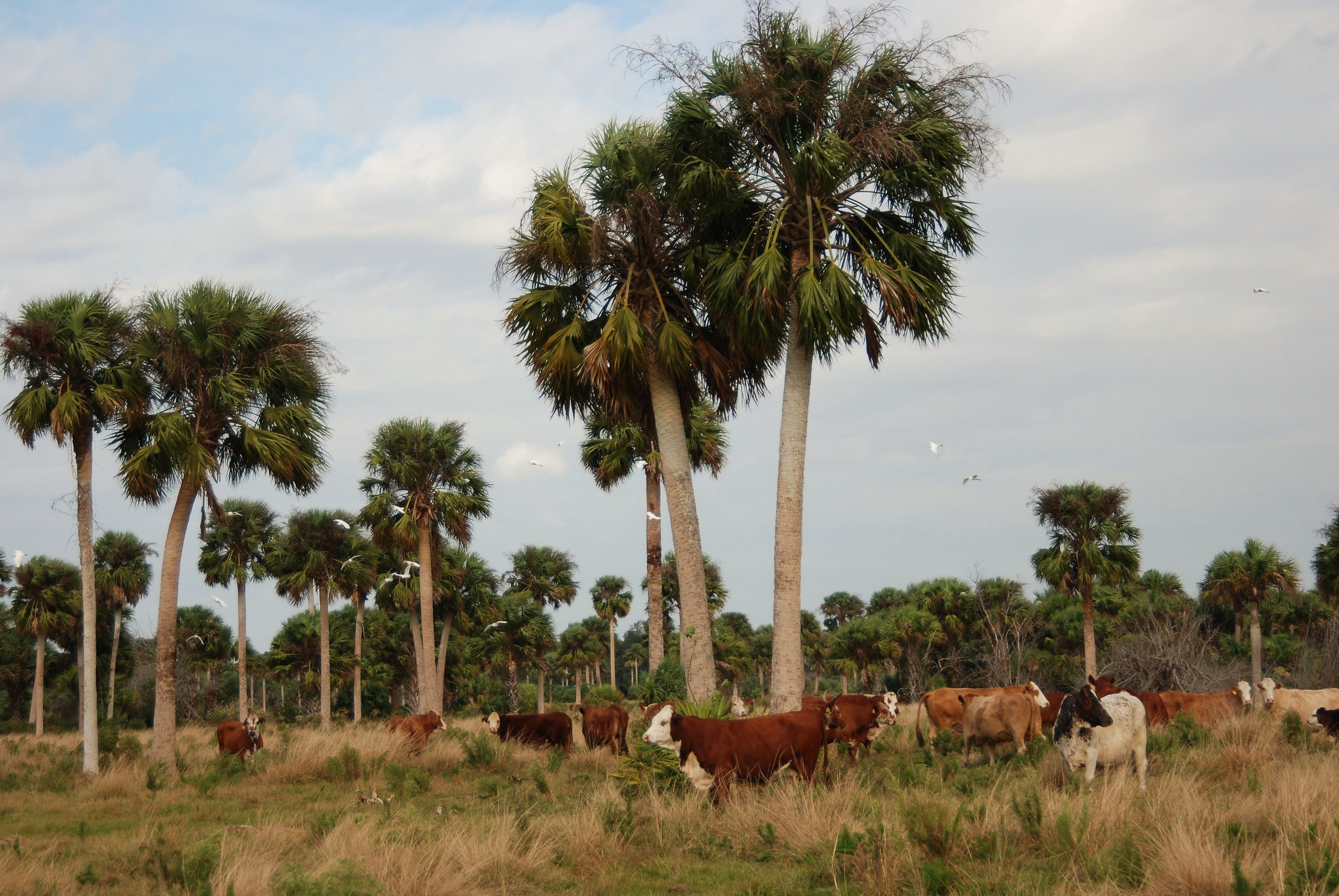 Modern cattle on old land.